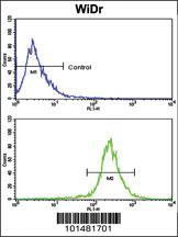 Anti-AXL Rabbit Polyclonal Antibody