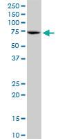 Anti-RECQ1 Mouse Polyclonal Antibody