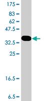 Anti-ADGRG1 Mouse Polyclonal Antibody