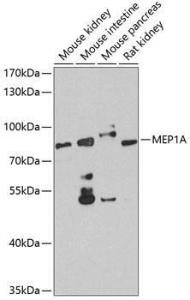 Western blot analysis of extracts of various cell lines, using Anti-Meprin alpha Antibody (A10311) at 1:1,000 dilution