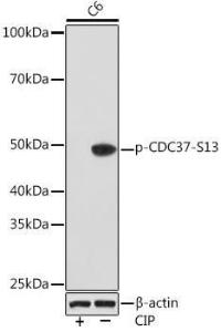 Antibody A305832-100 100 µl