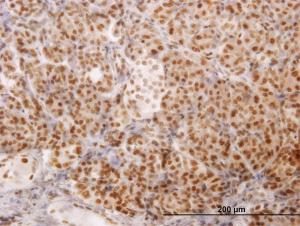 Anti-NCOA4 Mouse Monoclonal Antibody [clone: 1E5]