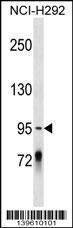 Anti-PCDHGC4 Rabbit Polyclonal Antibody (Biotin)