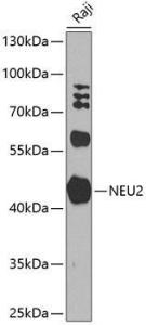 Western blot analysis of extracts of Raji cells, using Anti-NEU2 Antibody (A10312) at 1:1,000 dilution. The secondary antibody was Goat Anti-Rabbit IgG H&L Antibody (HRP) at 1:10,000 dilution.