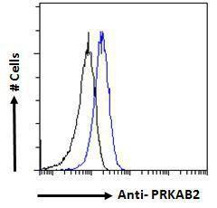 Anti-PRKAB2 Antibody (A121178) - Flow cytometric analysis of paraformaldehyde fixed A431 cells (blue line), permeabilized with 0.5% Triton