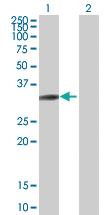 Anti-SH3GL3 Mouse Polyclonal Antibody