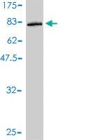 Anti-SAMSN1 Mouse Monoclonal Antibody [clone: 1B8]