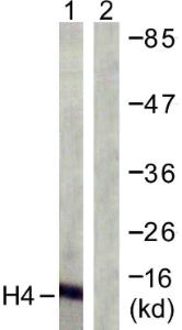 Western blot analysis of lysates from COS7 cells, treated with TSA 400nM 24h using Anti-Histone H4 Antibody. The right hand lane represents a negative control, where the antibody is blocked by the immunising peptide.