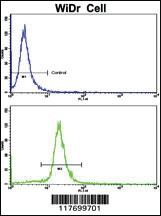 Anti-NIM1K Rabbit Polyclonal Antibody