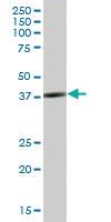 Anti-SH3GL3 Mouse Polyclonal Antibody