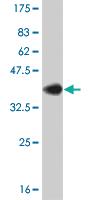 Anti-MED1 Mouse Monoclonal Antibody [clone: 1G4]