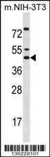 Anti-IRX5 Rabbit Polyclonal Antibody (Biotin)