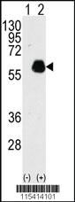 Anti-PXN Rabbit Polyclonal Antibody