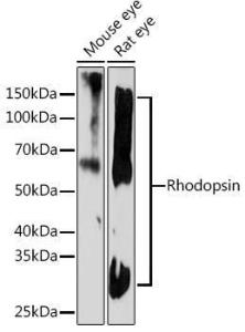 Western blot analysis of extracts of various cell lines, using Anti-Rhodopsin Antibody [ARC1818] (A305833) at 1:1000 dilution