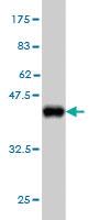 Anti-PCDH11Y Mouse Monoclonal Antibody [clone: 7D12]