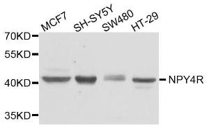 Western blot analysis of extracts of various cell lines, using Anti-NPY4R Antibody (A8143) at 1:1,000 dilution