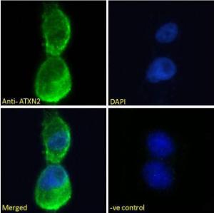 Anti-ATXN2 Antibody (A121157) - Immunofluorescence analysis of paraformaldehyde fixed U2OS cells, permeabilized with 0.15% Triton. Primary incubation 1hr (10µg/ml) followed by Alexa Fluor 488 secondary antibody (2µg/ml), showing cytoplasmic staining.