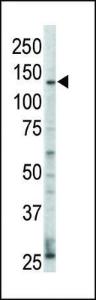 Anti-ERBB4 Rabbit Polyclonal Antibody (APC (Allophycocyanin))