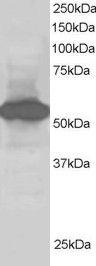 Anti-SIL1 Antibody (A82446) staining (1 µg/ml) of Human Kidney lysate (RIPA buffer, 30 µg total protein per lane) Primary incubated for 1 hour Detected by chemiluminescence