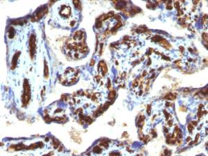 Immunohistochemical analysis of formalin-fixed, paraffin-embedded human placenta using Anti-CD34 Antibody [HPCA1/763]