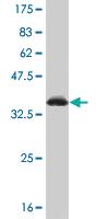 Anti-MED1 Mouse Monoclonal Antibody [clone: 2G1]