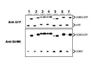 Anti-SUMO (yeast) IGG FR (RB)