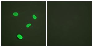 Immunofluorescence analysis of HeLa cells using Anti-Histone H4 Antibody. The right hand panel represents a negative control, where the antibody was pre-incubated with the immunising peptide.