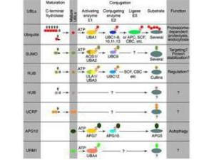 Anti-ISG15 (human) IGG FR (RB)