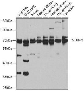 Anti-Munc18c antibody