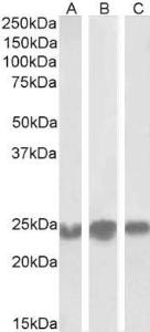 Anti-HP1 alpha Goat Polyclonal Antibody