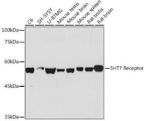 Western blot analysis of extracts of various cell lines, using Anti-5 hT7 Receptor Antibody [ARC2238] (A307535) at 1:1000 dilution. The secondary Antibody was Goat Anti-Rabbit IgG H&L Antibody (HRP) at 1:10000 dilution. Lysates/proteins were present at 25 µg per lane