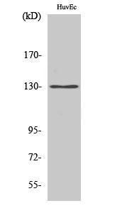 Western blot analysis of various cells using Anti-AZI1 Antibody