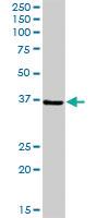 Anti-PPIE Rabbit Polyclonal Antibody