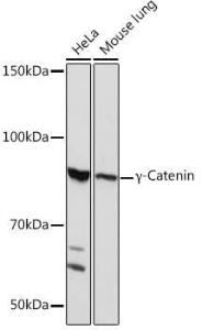 Western blot analysis of extracts of various cell lines, using Anti-gamma Catenin Antibody [ARC0909] (A305834) at 1:1,000 dilution The secondary antibody was Goat Anti-Rabbit IgG H&L Antibody (HRP) at 1:10,000 dilution Lysates/proteins were present at 25 µg per lane