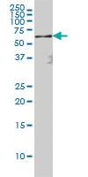 Anti-RELA Mouse Monoclonal Antibody [clone: 8G3]