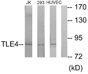 Anti-TLE4 antibody