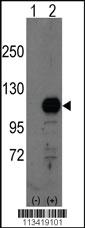 Anti-BCAS3 Rabbit Polyclonal Antibody