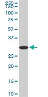 Anti-PPIE Mouse Monoclonal Antibody [clone: 2F5]