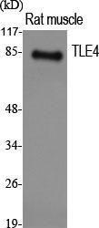 Anti-TLE4 antibody