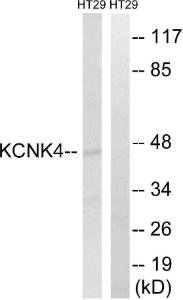 Western blot analysis of lysates from HT-29 cells using Anti-KCNK4 Antibody. The right hand lane represents a negative control, where the antibody is blocked by the immunising peptide