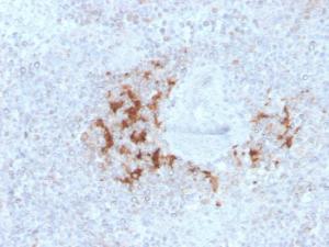 Antibody anti-TRAF1 TRAF13298 100 µg