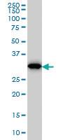 Anti-PPIE Mouse Monoclonal Antibody [clone: 2F5]