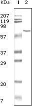 Western blot analysis using BSA monoclonal antibody against BSA.