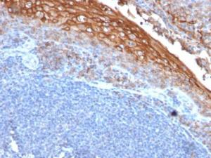 Immunohistochemical analysis of formalin-fixed, paraffin-embedded human tonsil using Anti-CD146 Antibody [MUC18/1130]