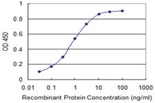 Anti-RELA Mouse Monoclonal Antibody [clone: 8G3]