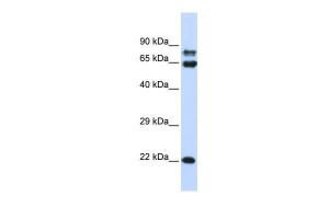 Anti-PPP2R1A Rabbit Polyclonal Antibody