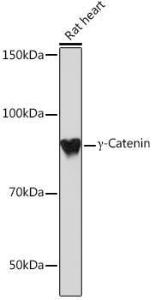 Western blot analysis of extracts of Rat heart, using Anti-gamma Catenin Antibody [ARC0909] (A305834) at 1:1,000 dilution The secondary antibody was Goat Anti-Rabbit IgG H&L Antibody (HRP) at 1:10,000 dilution Lysates/proteins were present at 25 µg per lane