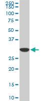 Anti-PPIE Mouse Monoclonal Antibody [clone: 2F5]