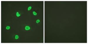 Anti-Histone H3 antibody