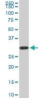 Anti-PPIE Mouse Monoclonal Antibody [clone: 2F5]